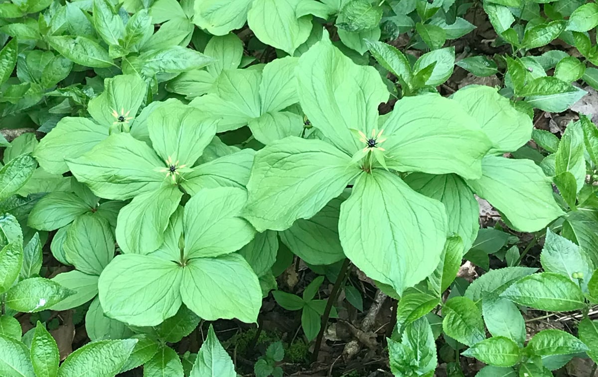 Herb Paris