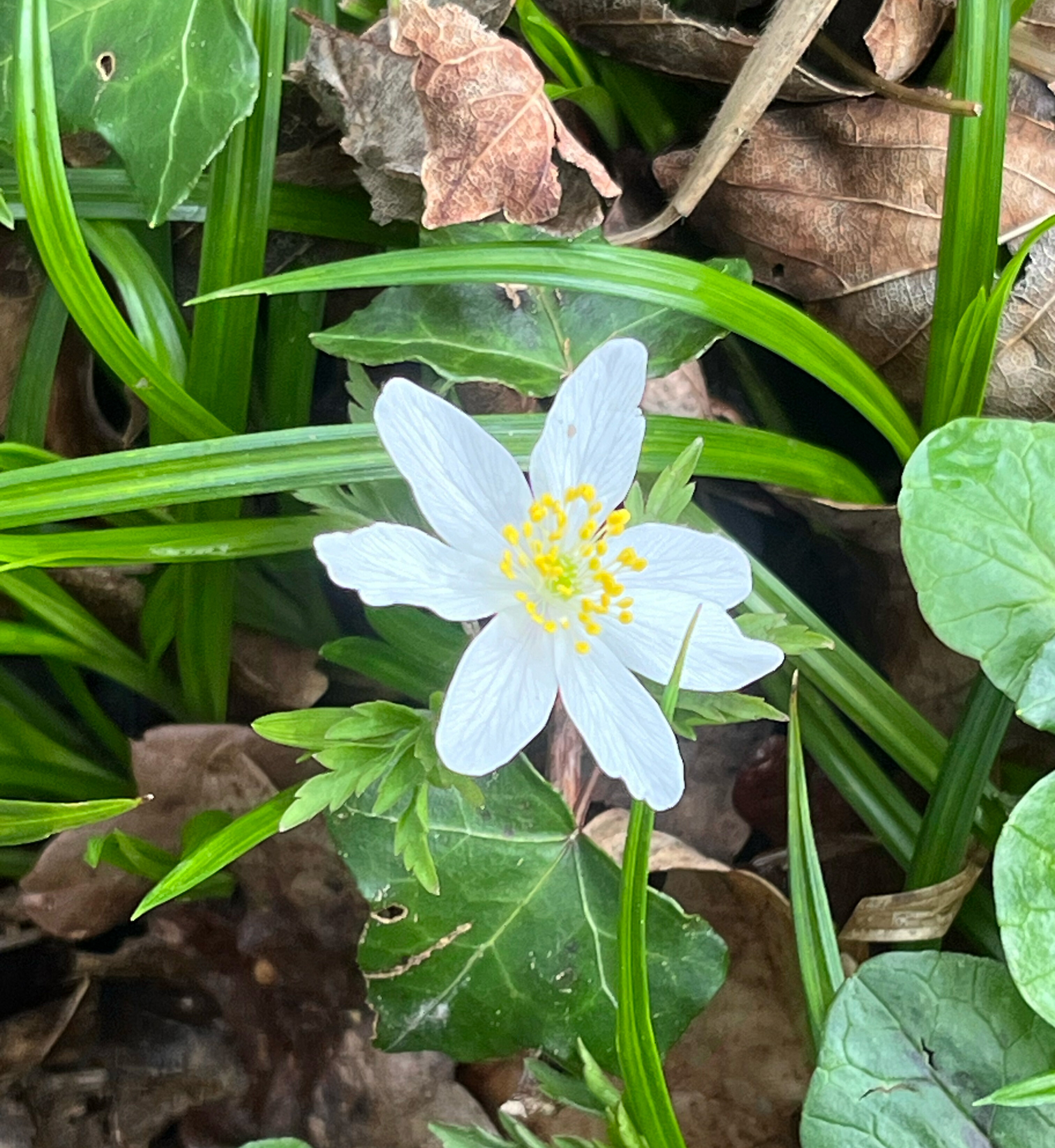 Wood anemone 