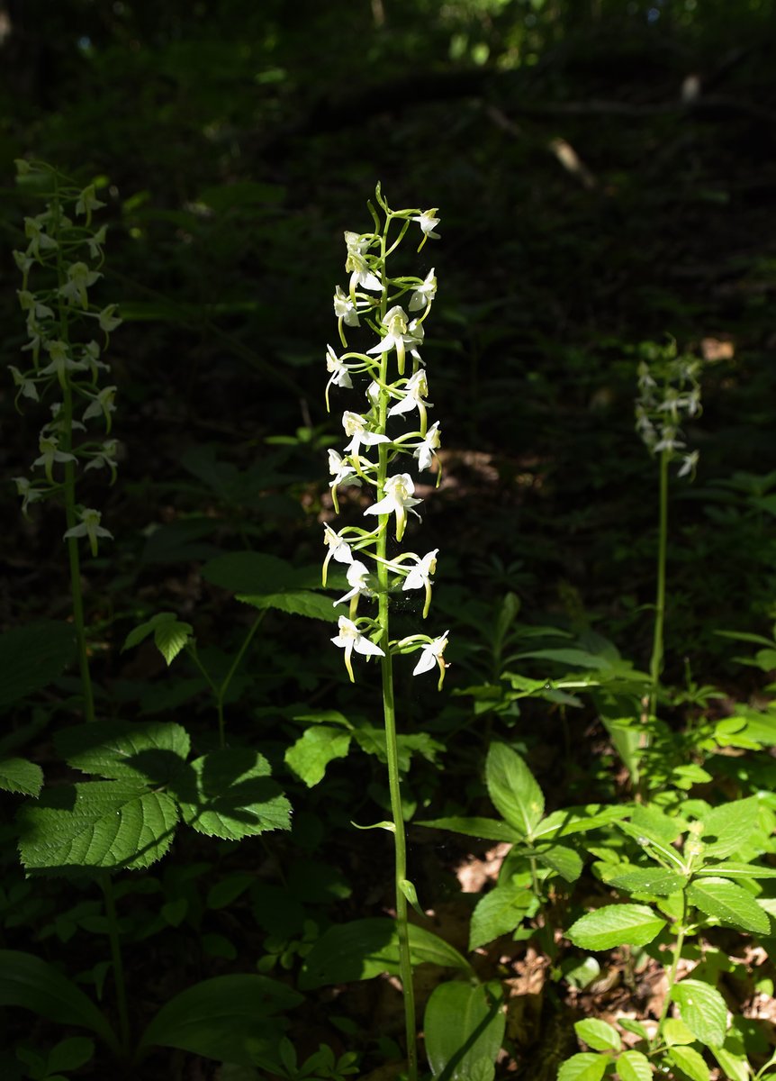 Greater Butterfly Orchid