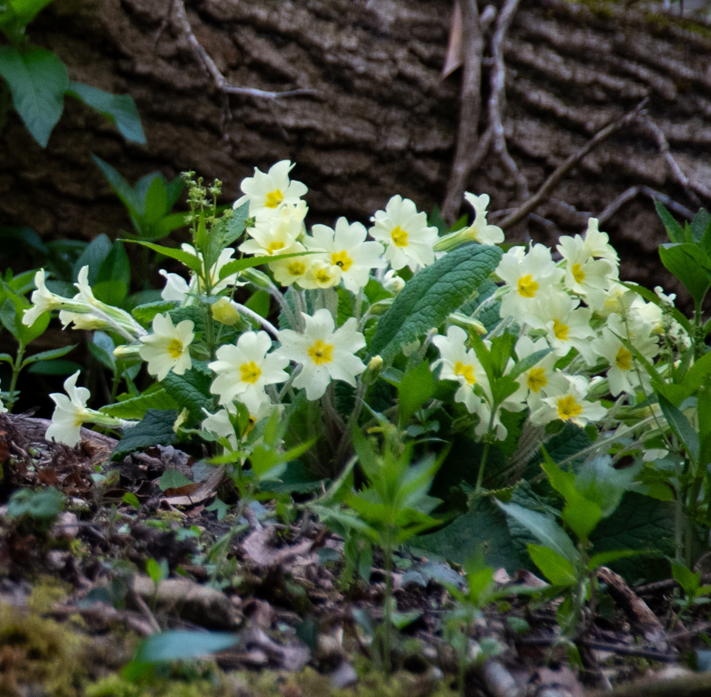 Primrose